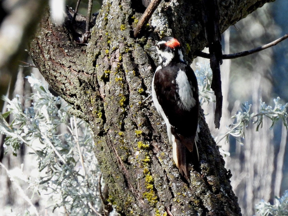 Hairy Woodpecker - ML617395714