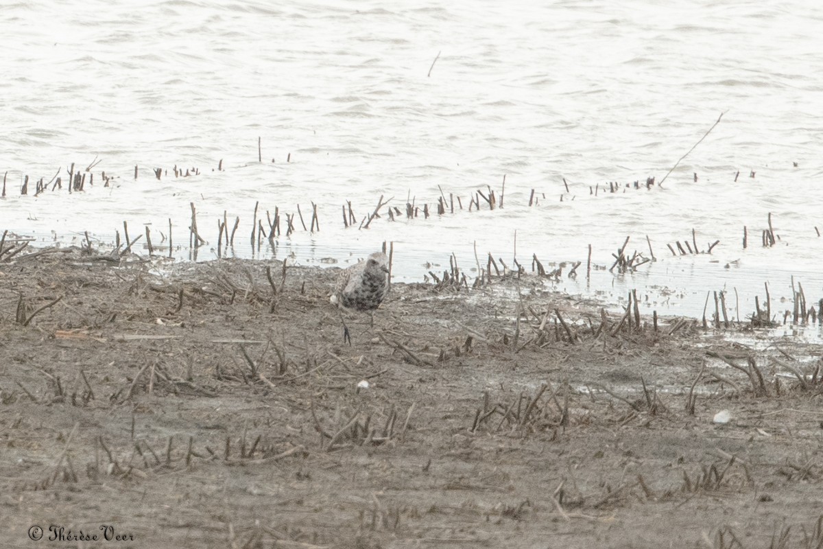 Black-bellied Plover - ML617395738