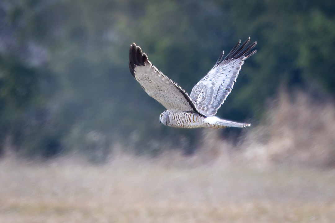 Northern Harrier - ML617395743