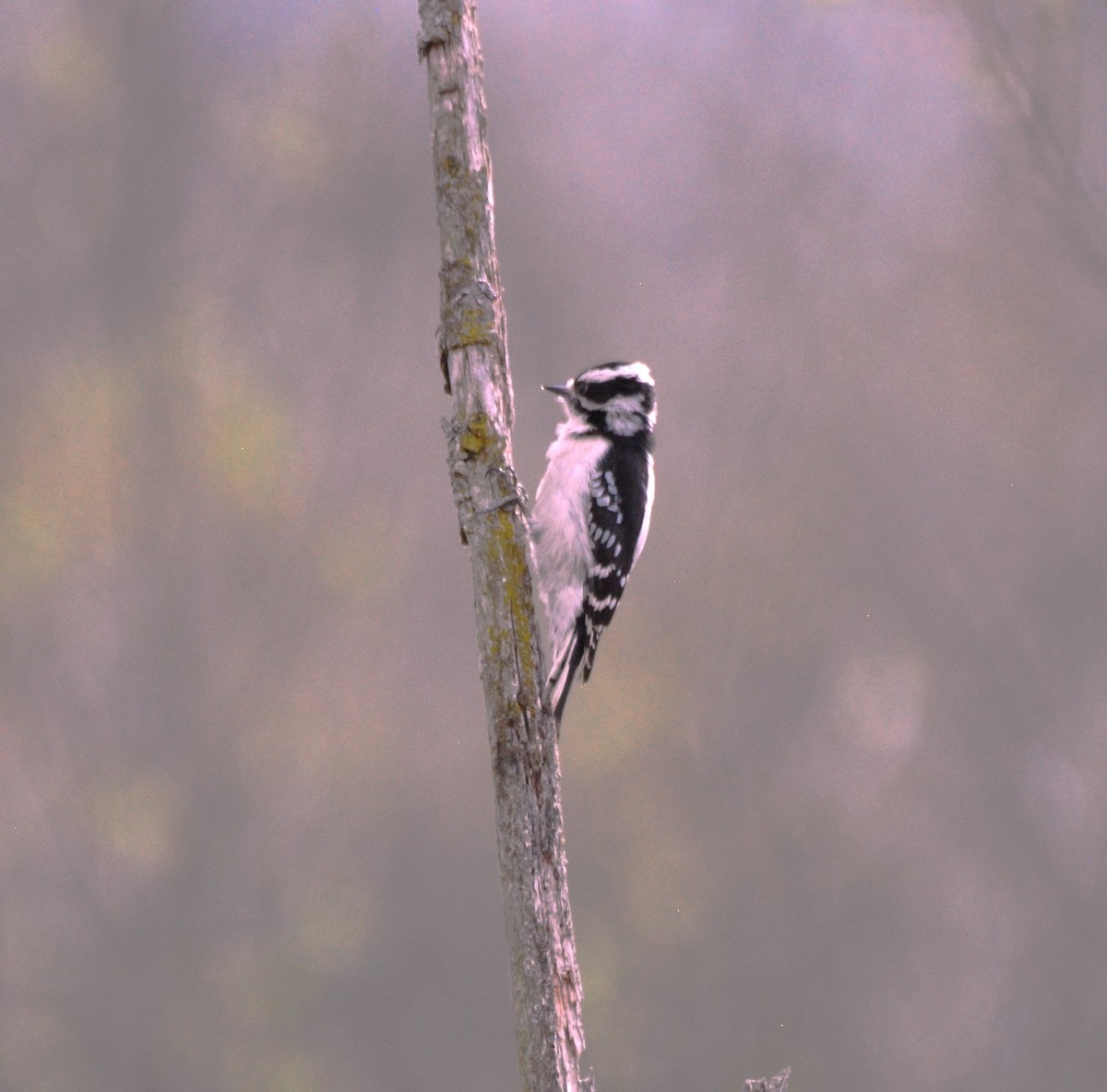 Downy Woodpecker - ML617395749