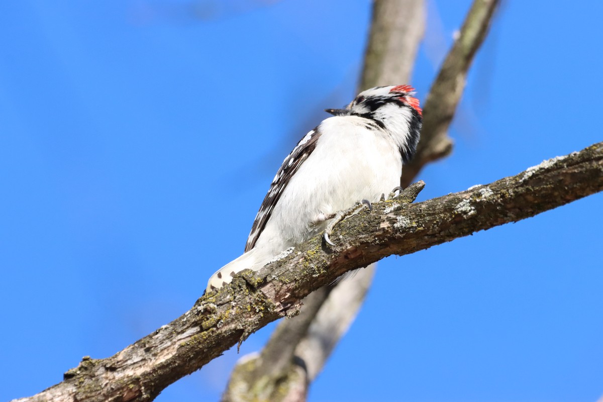 Downy Woodpecker - ML617395759