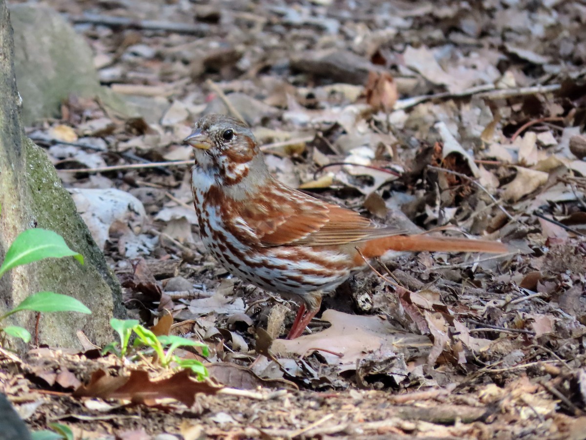 Fox Sparrow - ML617395799