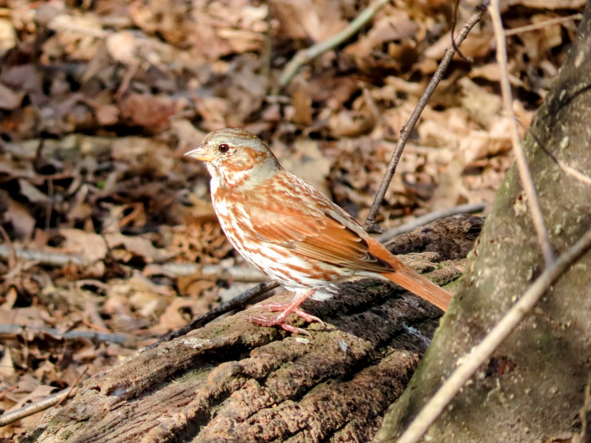 Fox Sparrow - April Pufahl