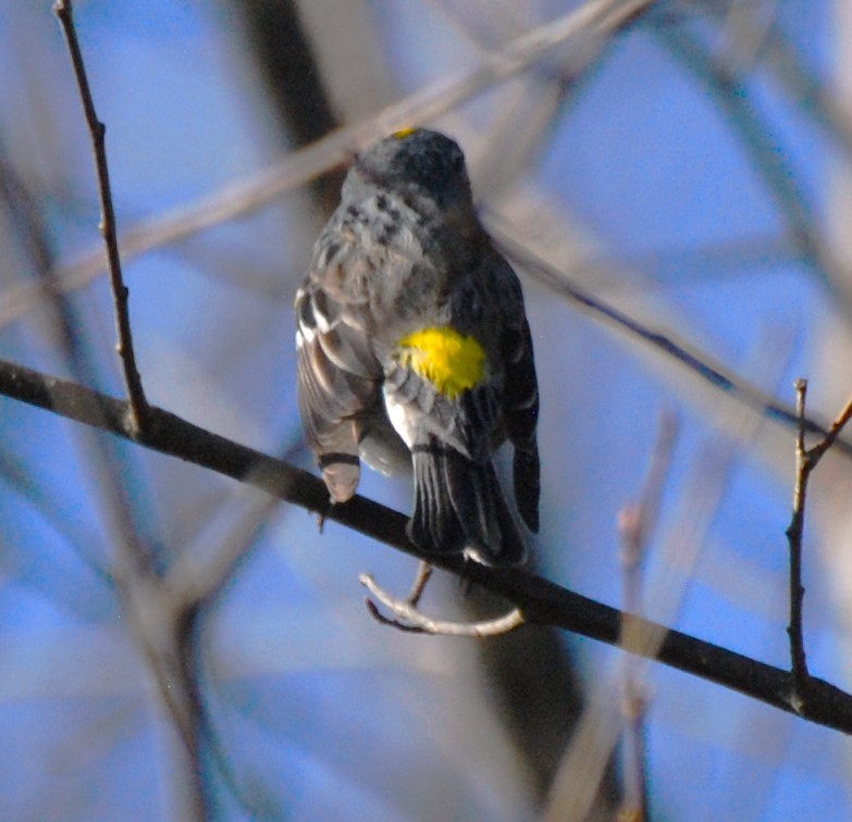 Yellow-rumped Warbler - ML617395822