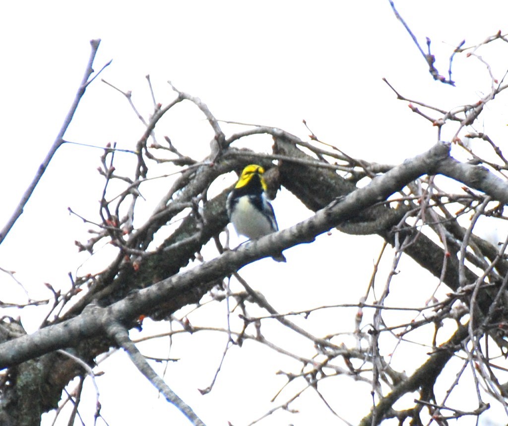 Black-throated Green Warbler - ML617395844