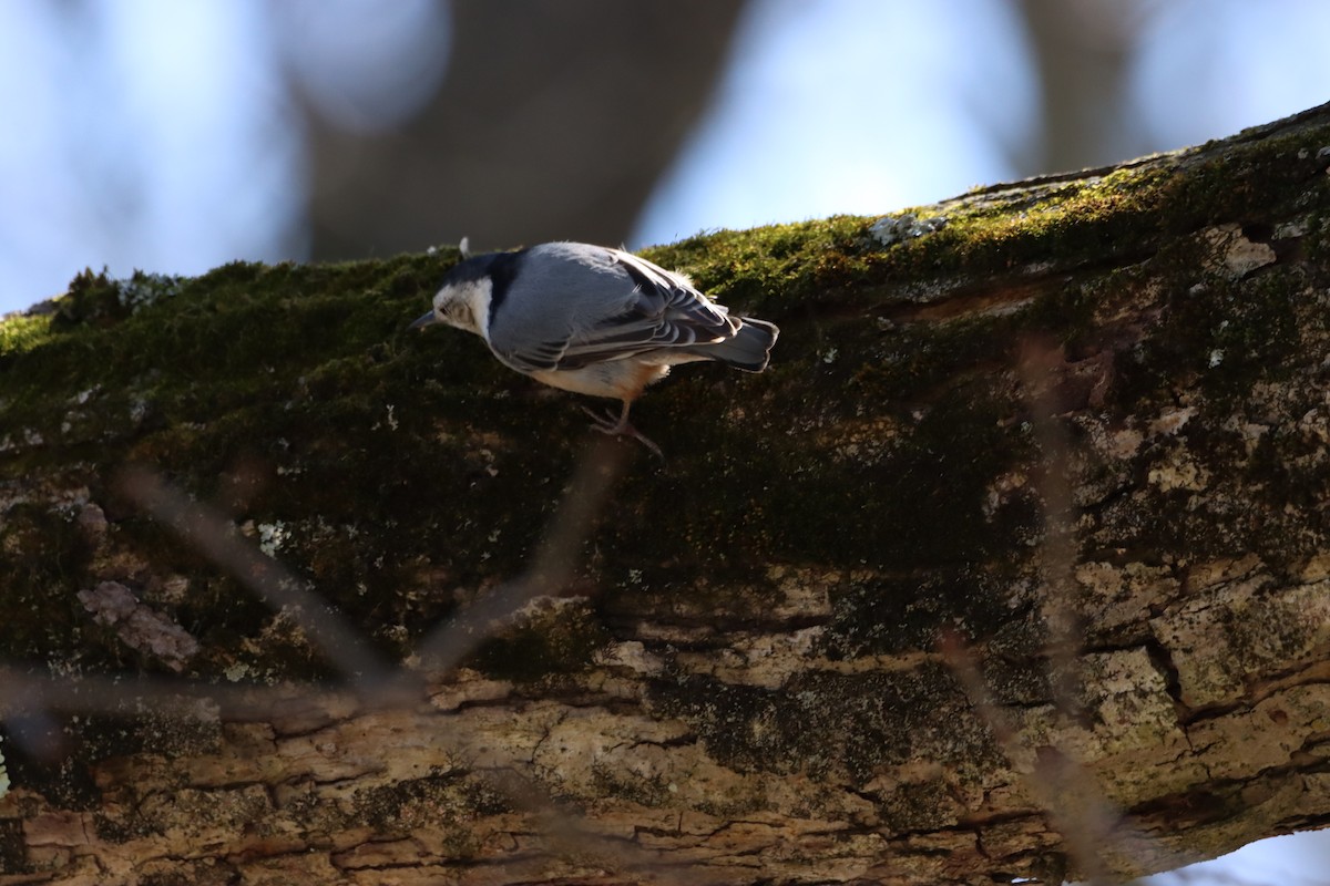 White-breasted Nuthatch - ML617395892
