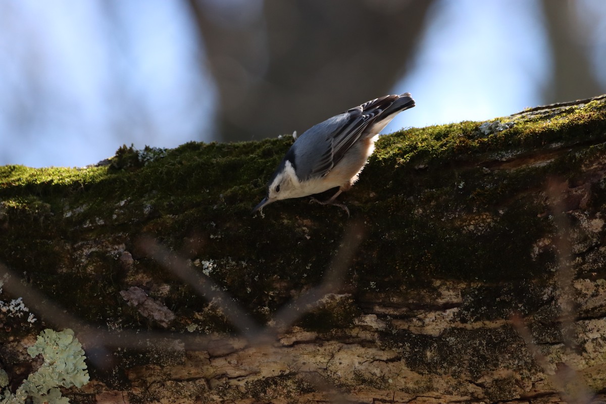 White-breasted Nuthatch - ML617395894