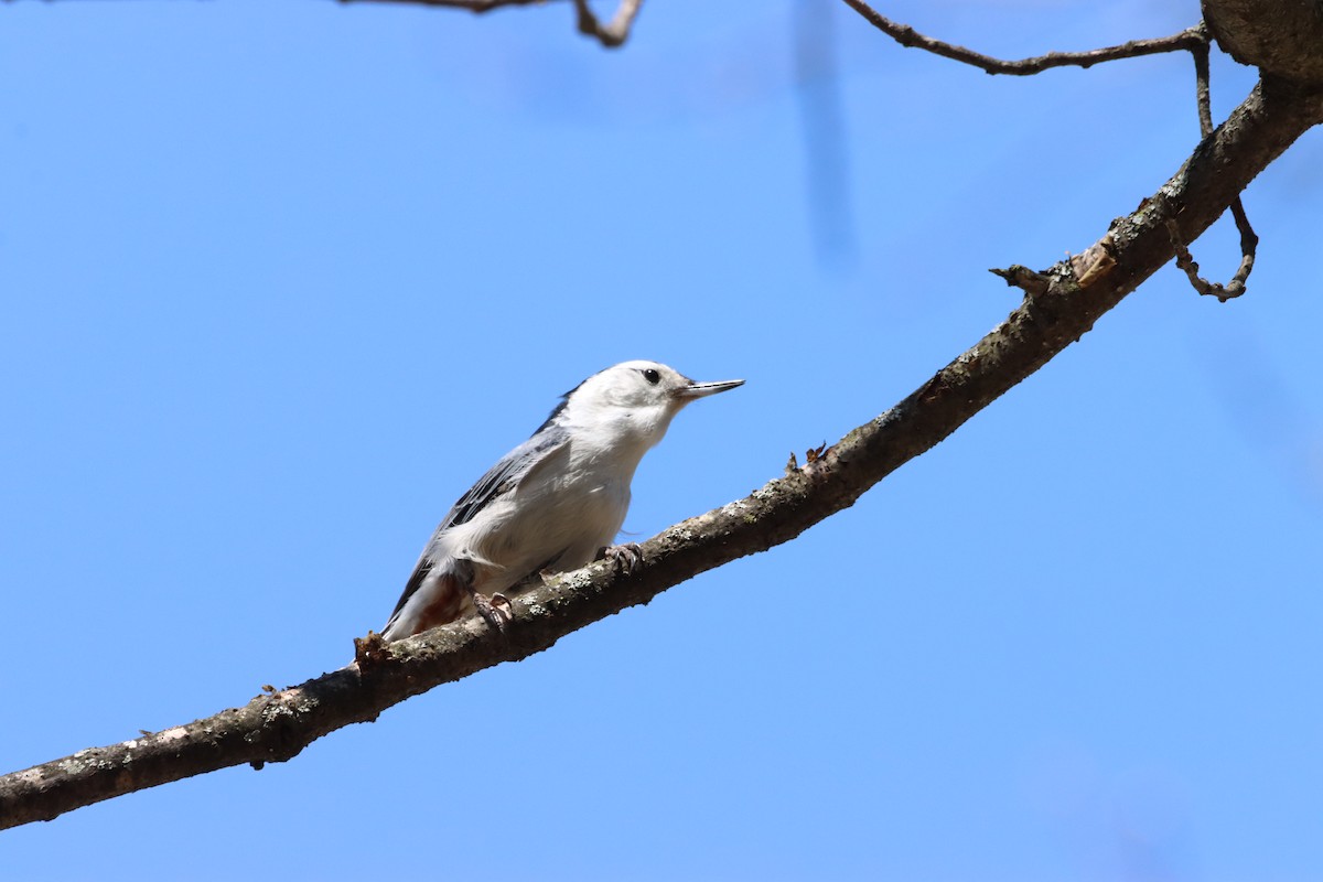 White-breasted Nuthatch - ML617395895