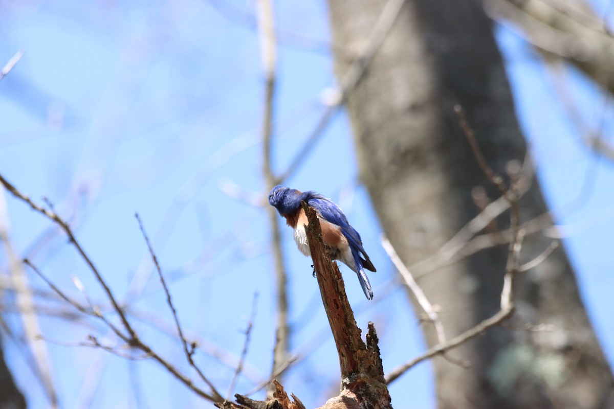 Eastern Bluebird - ML617395929