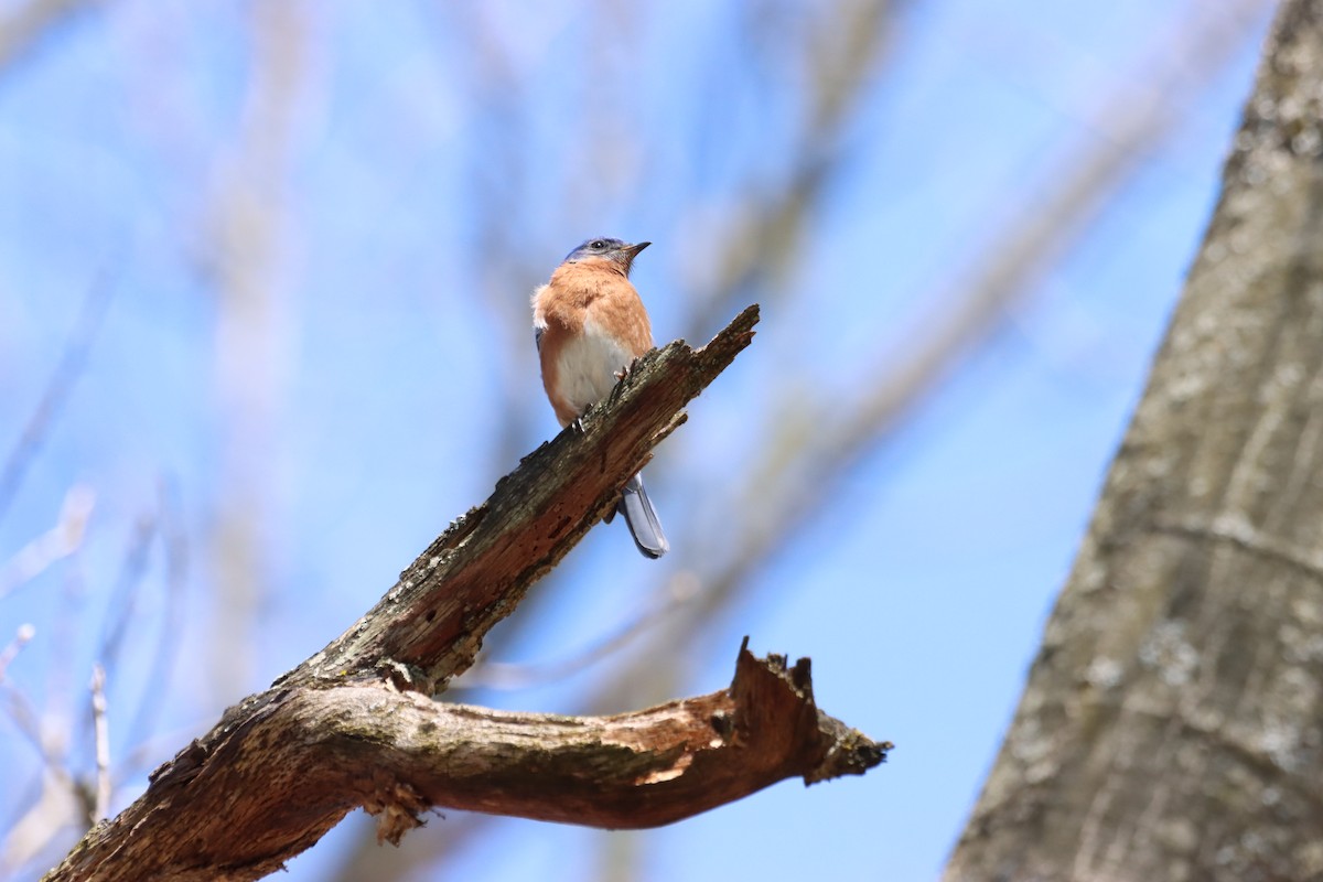 Eastern Bluebird - ML617395933