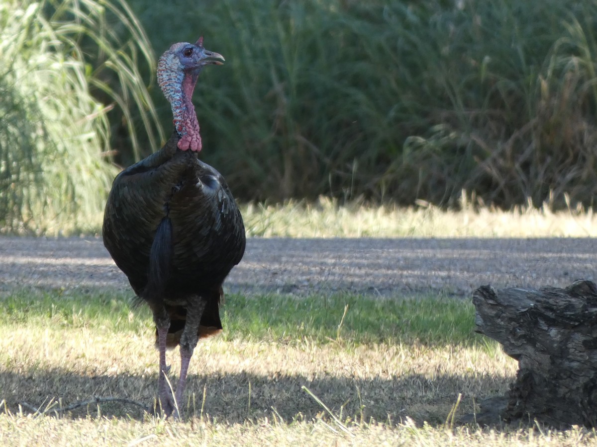 Wild Turkey - ML617395955