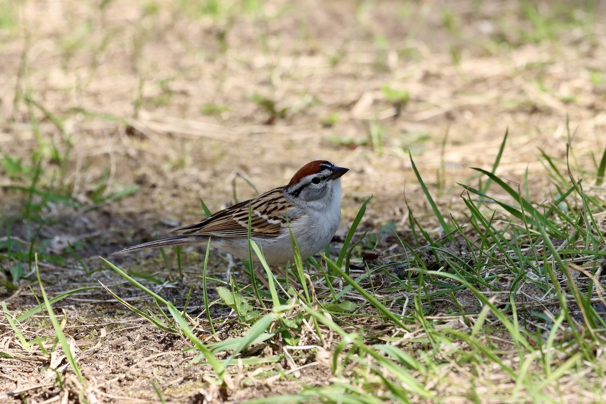 Chipping Sparrow - ML617395961