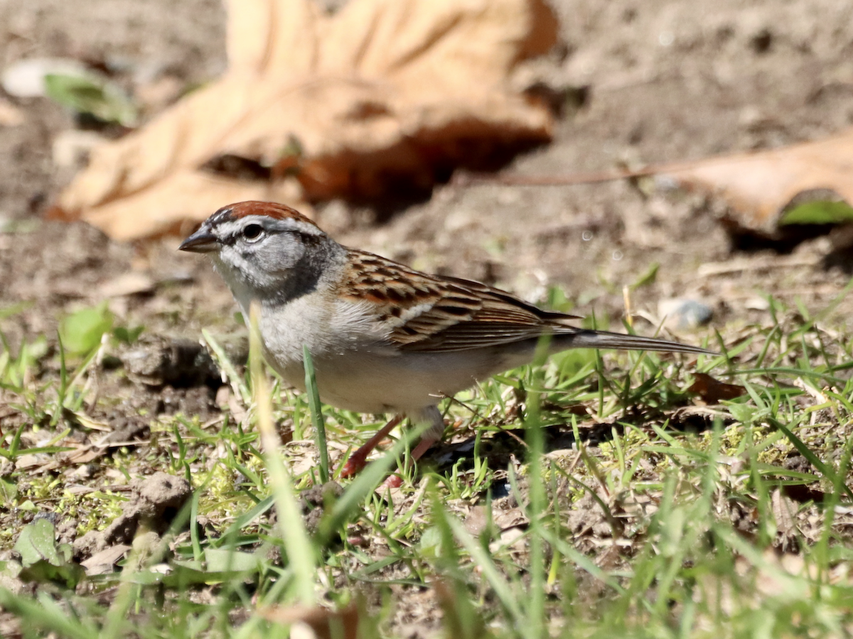 Chipping Sparrow - ML617395963