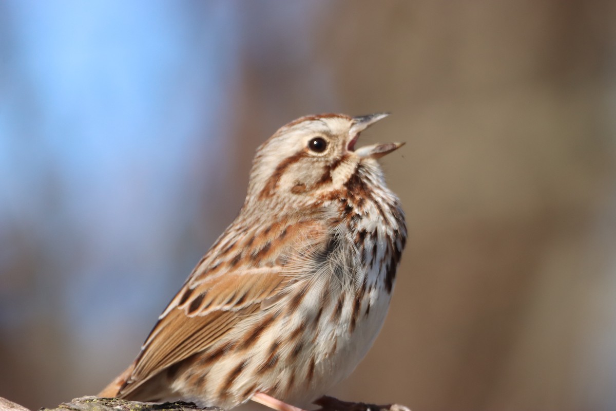 Song Sparrow - ML617396003