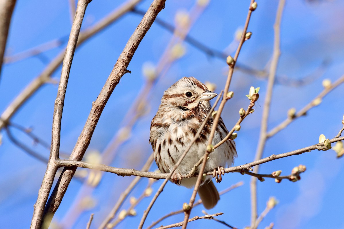 Song Sparrow - ML617396004