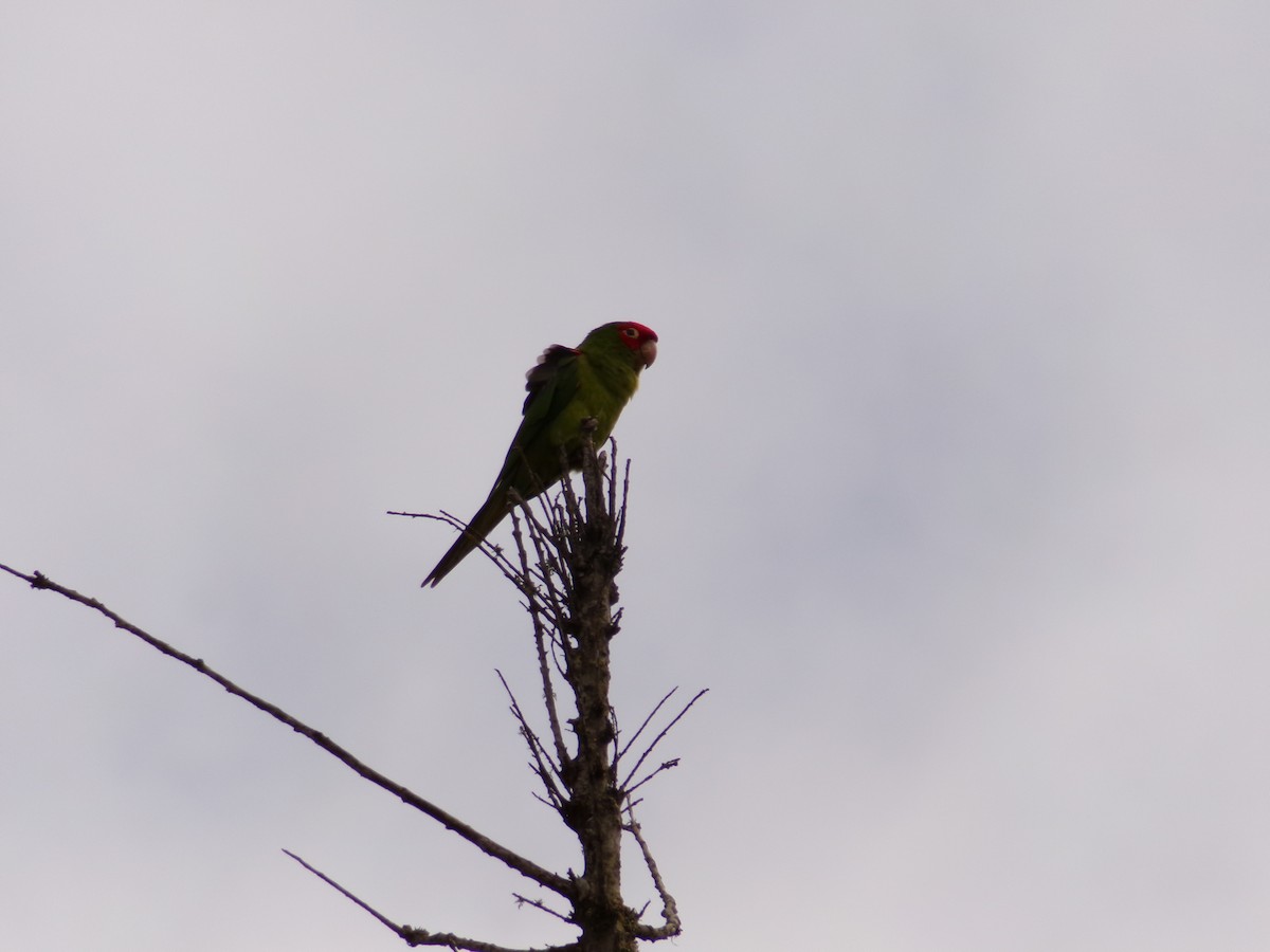 Red-masked Parakeet - ML617396039