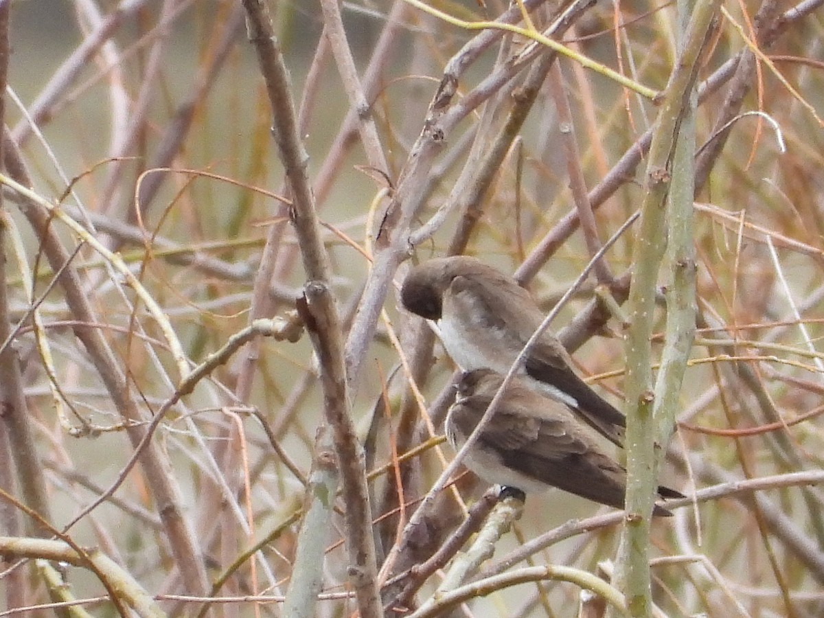 Northern Rough-winged Swallow - Francois Bourret