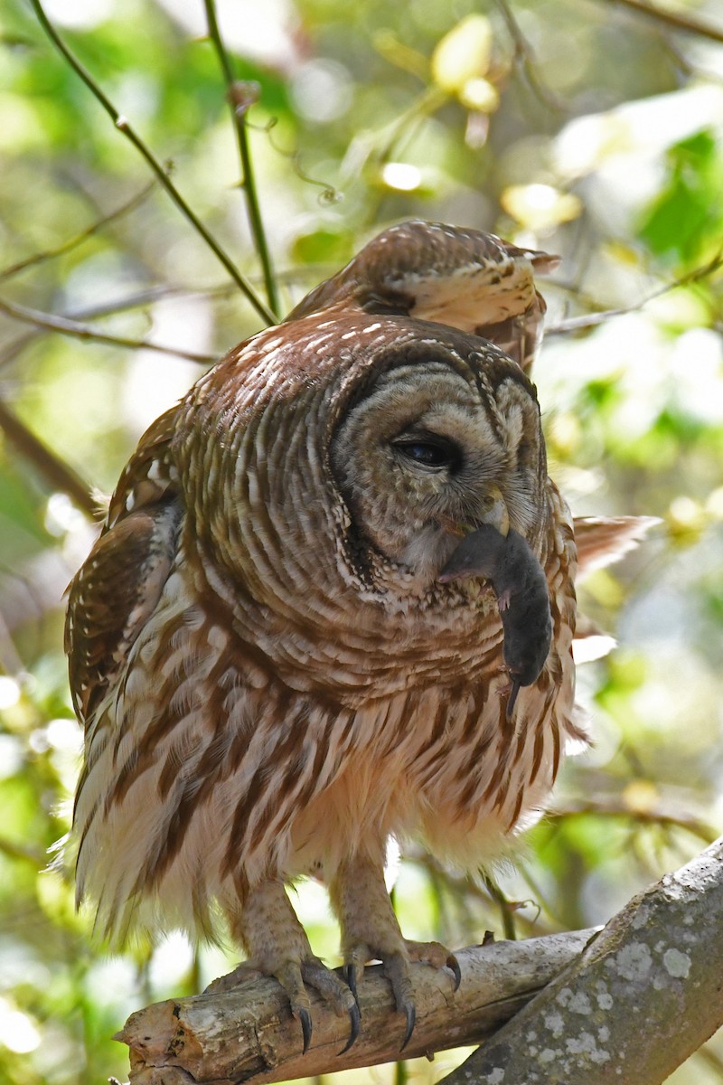 Barred Owl - ML617396088