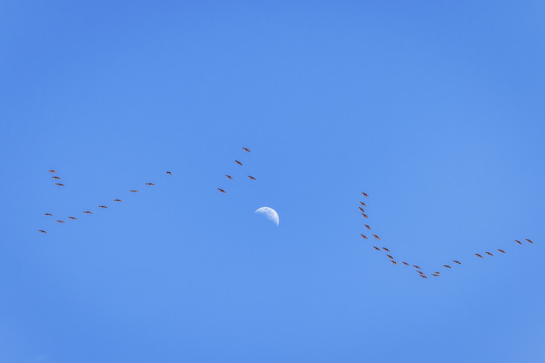 Sandhill Crane - ML617396116