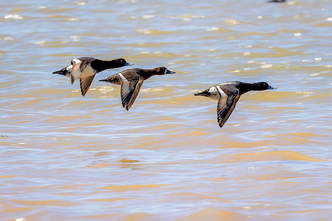 Lesser Scaup - ML617396125