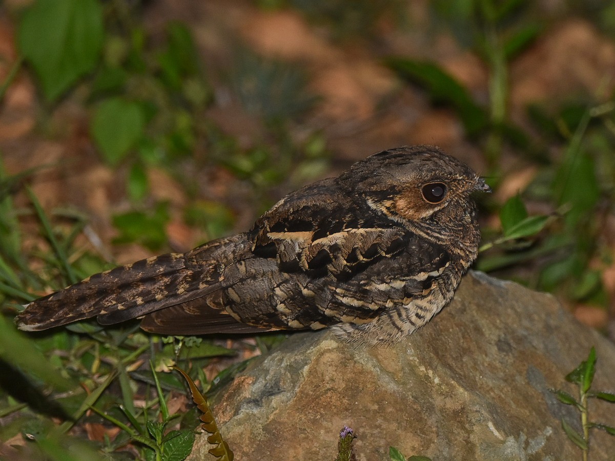 Common Pauraque - ML617396134