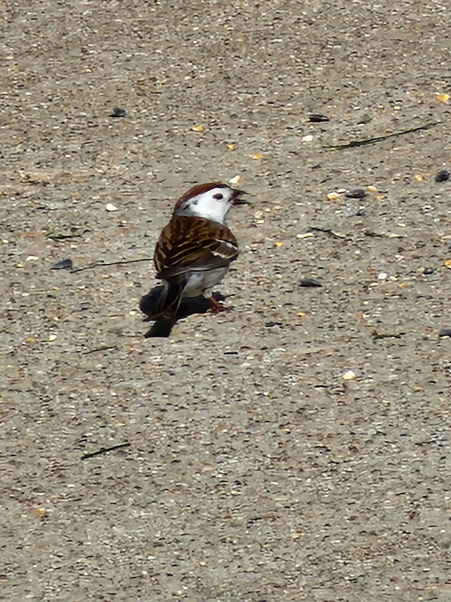 Chipping Sparrow - ML617396141