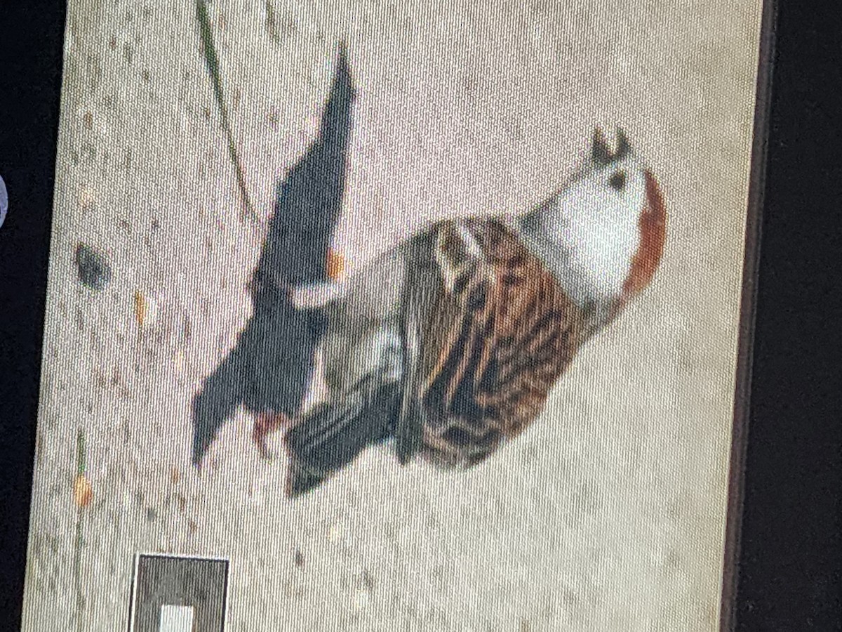 Chipping Sparrow - Kathleen A Czukiewski