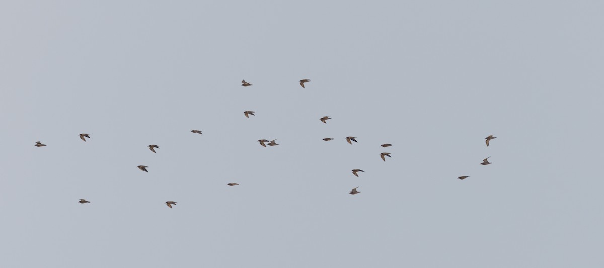 Buff-breasted Sandpiper - ML617396143