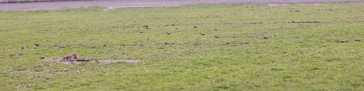 Buff-breasted Sandpiper - ML617396144