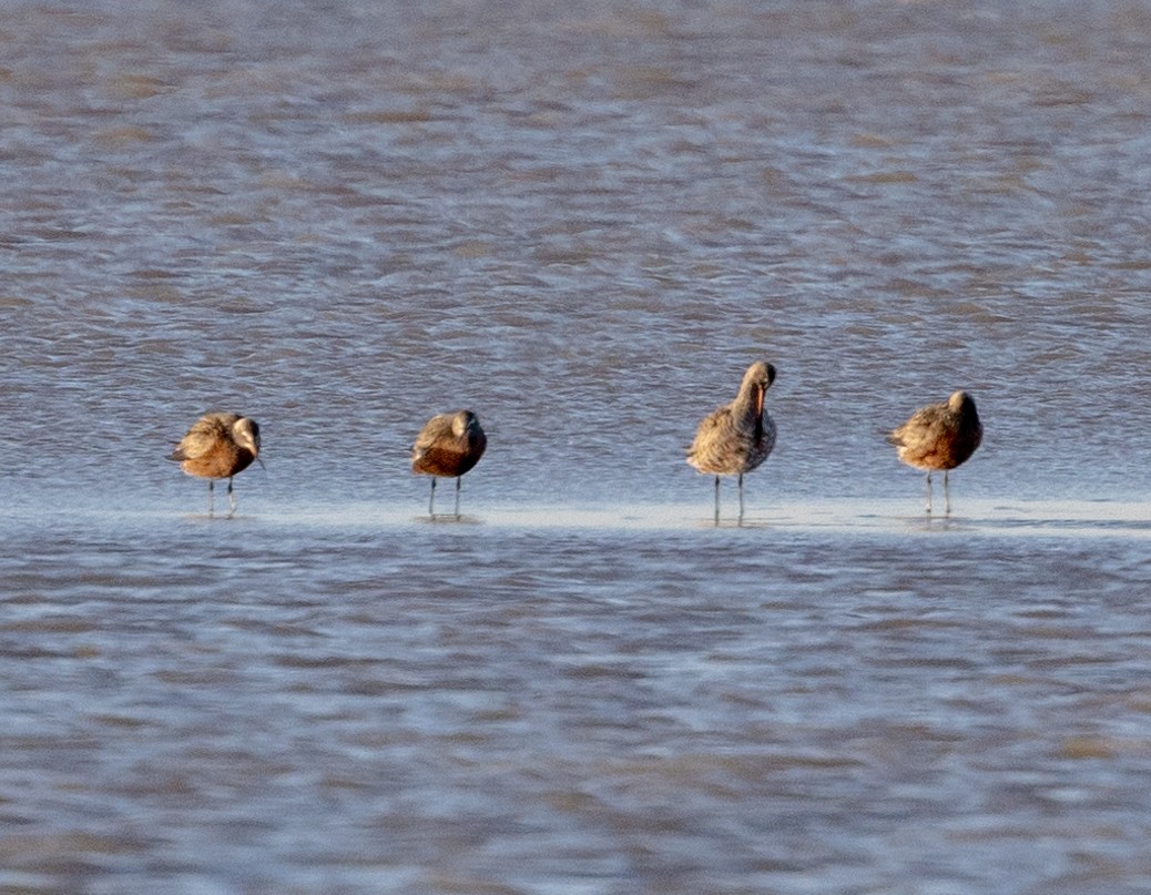 Hudsonian Godwit - Greg Harrington