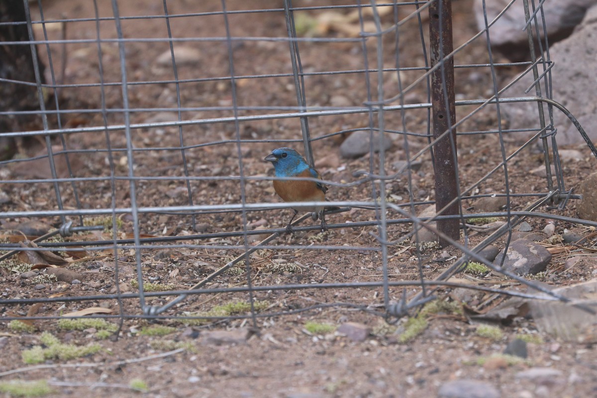 Lazuli Bunting - Dave Cleary