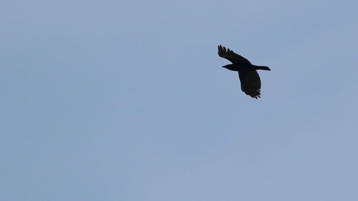 Common Raven - Indira Thirkannad