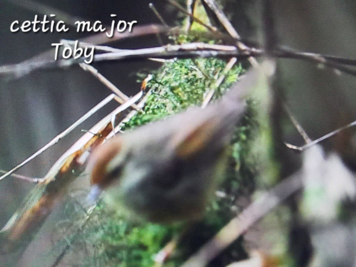 Chestnut-crowned Bush Warbler - Trung Buithanh