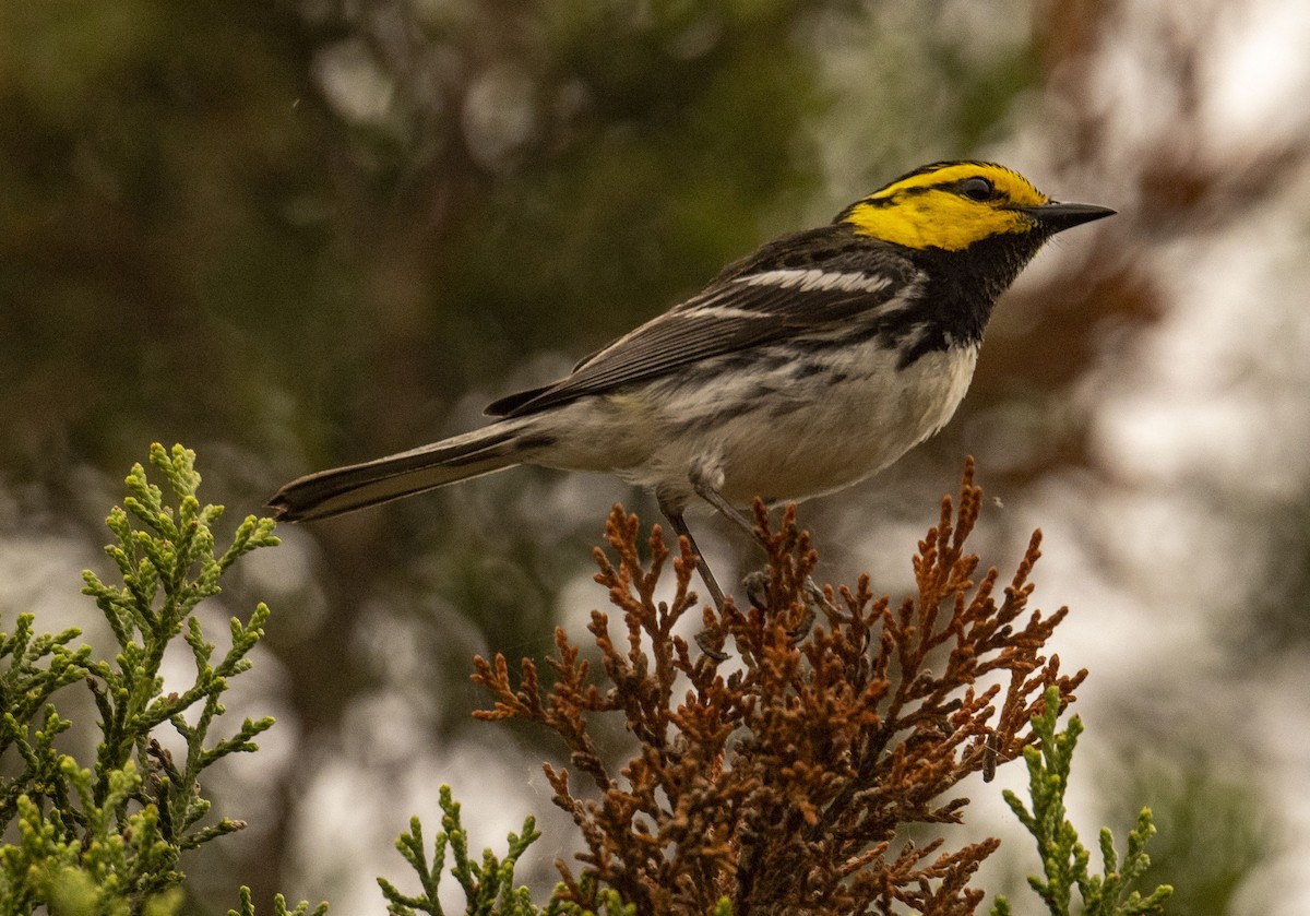 Golden-cheeked Warbler - ML617396290
