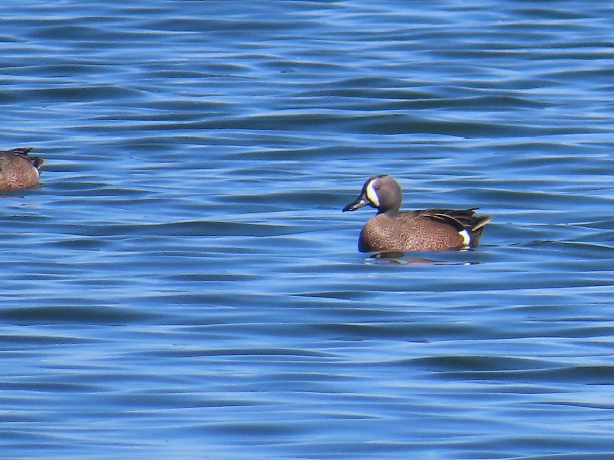 Blue-winged Teal - ML617396391