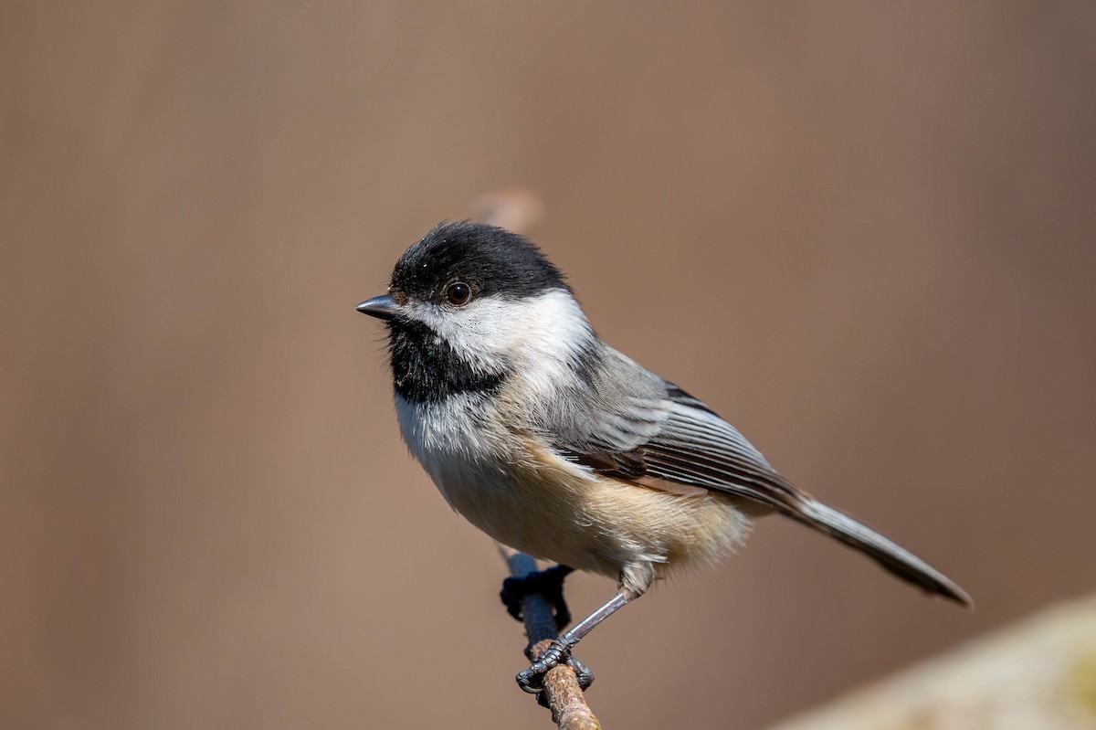 Black-capped Chickadee - ML617396397