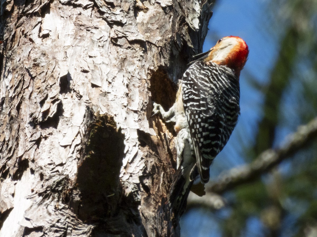 Red-bellied Woodpecker - ML617396413