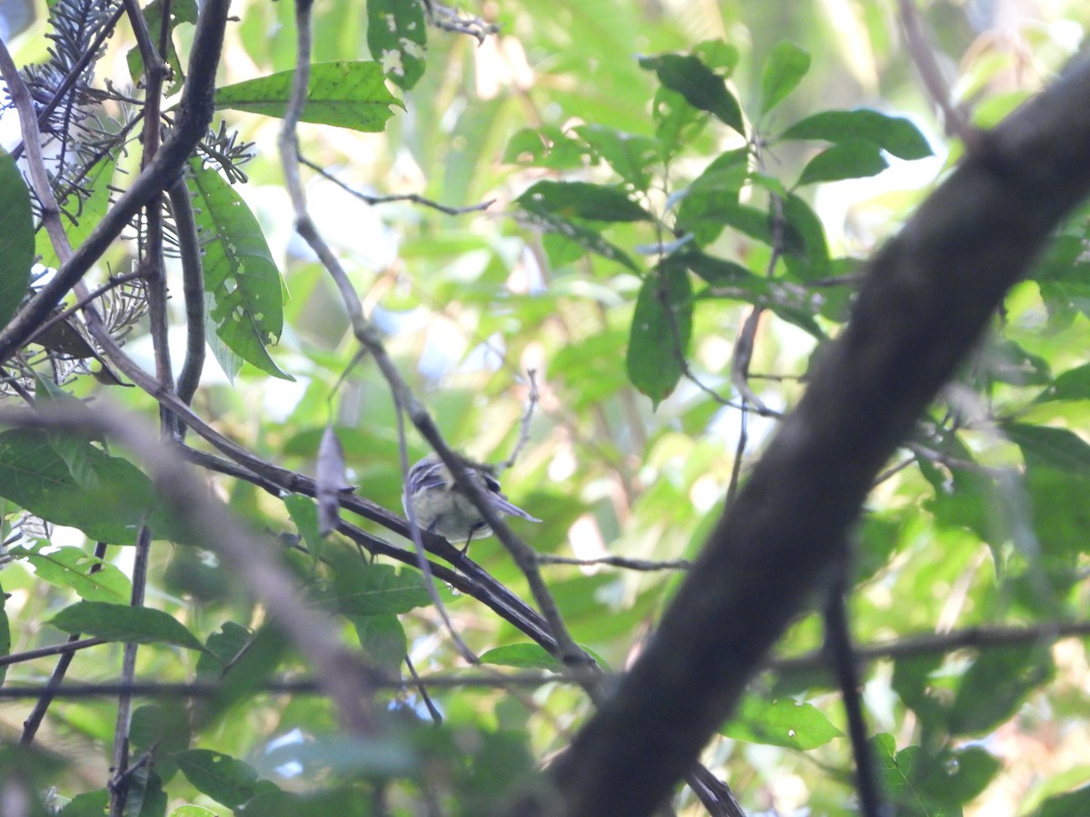 Yellow-green Tyrannulet - ML617396454