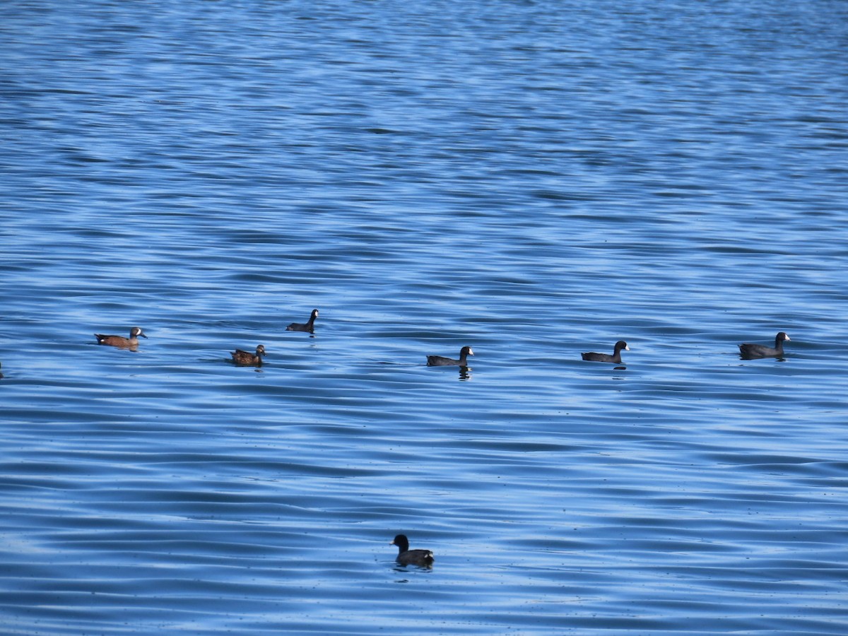 American Coot - G. Vike Vicente