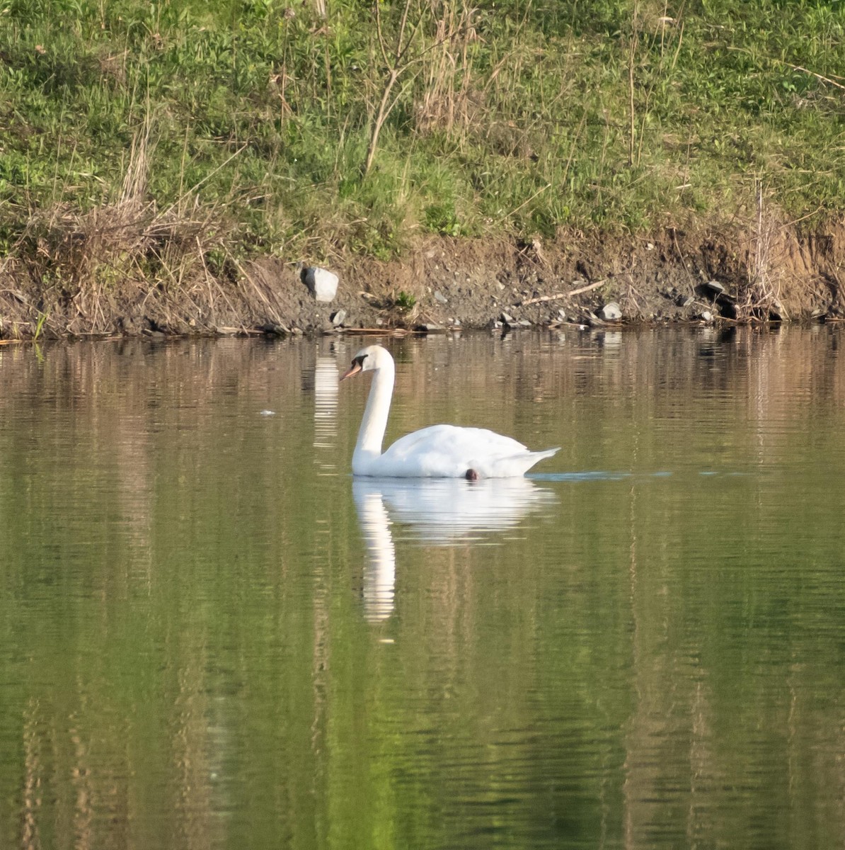 Cygne tuberculé - ML617396510