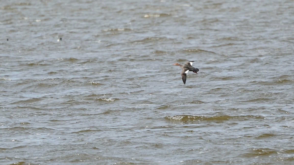 Red-breasted Merganser - Indira Thirkannad