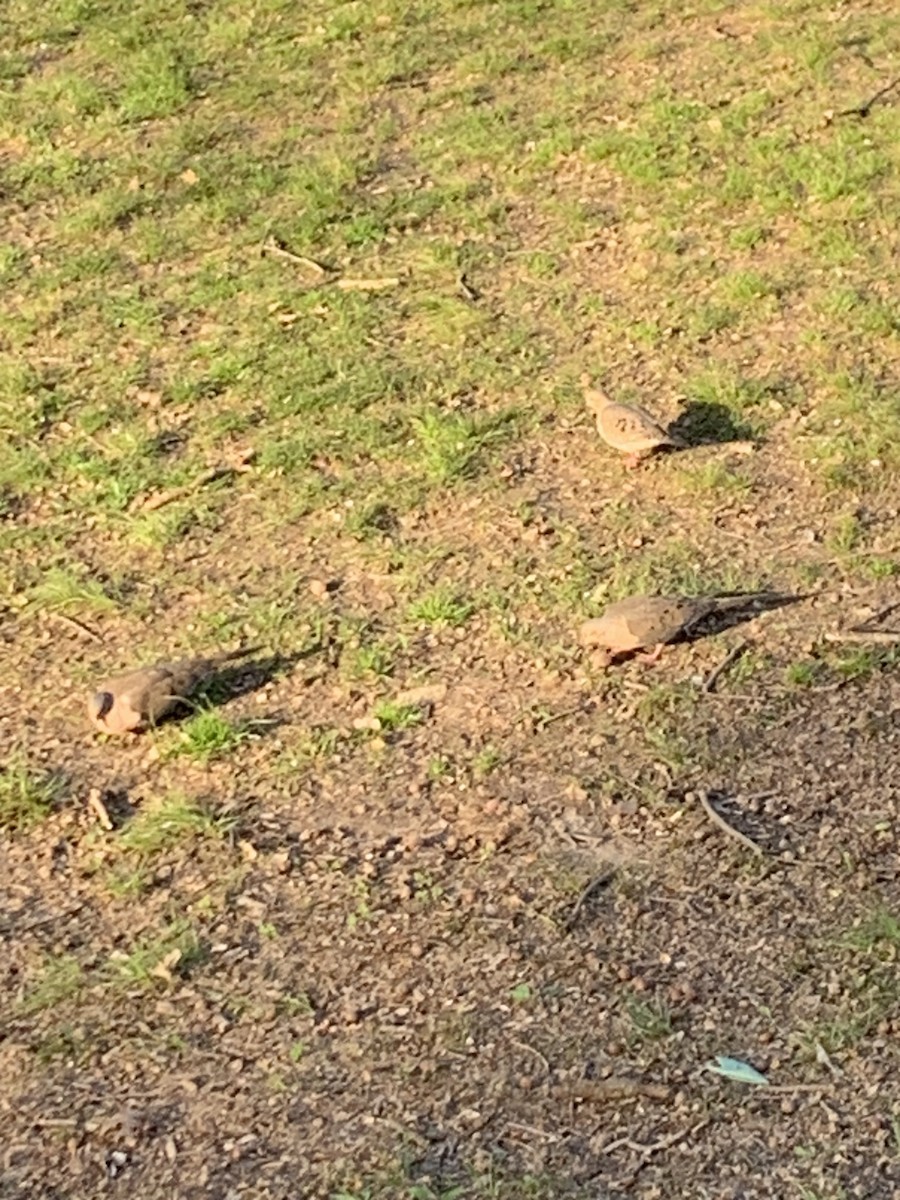 Mourning Dove - ML617396522