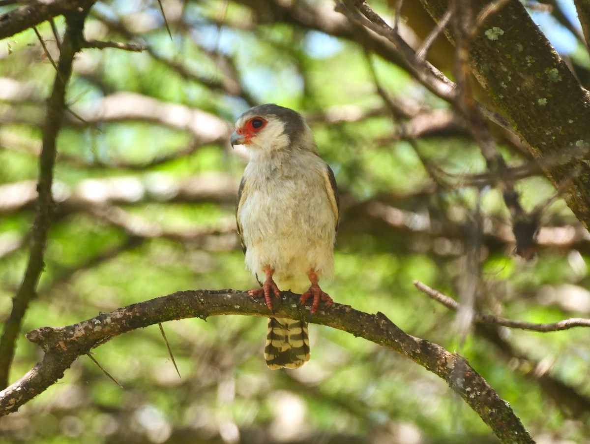 Pygmy Falcon - ML617396523