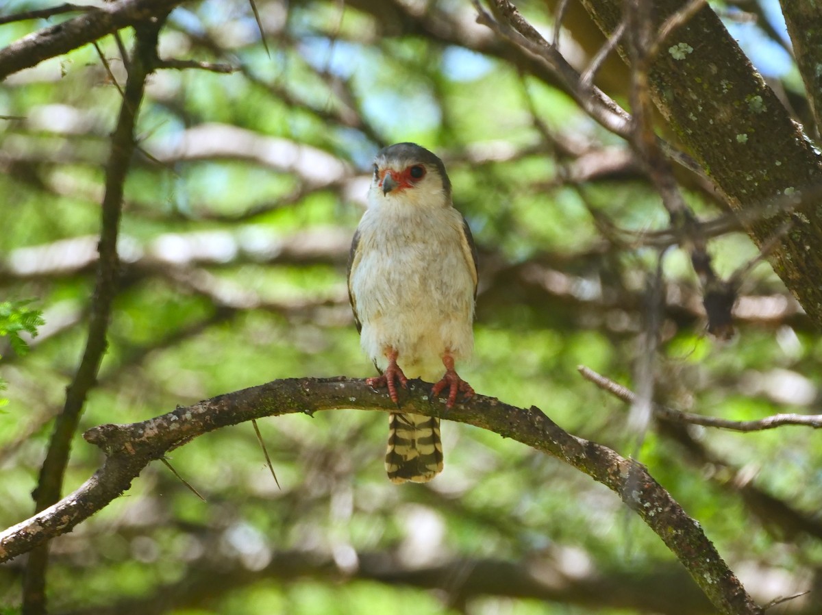 Pygmy Falcon - ML617396524