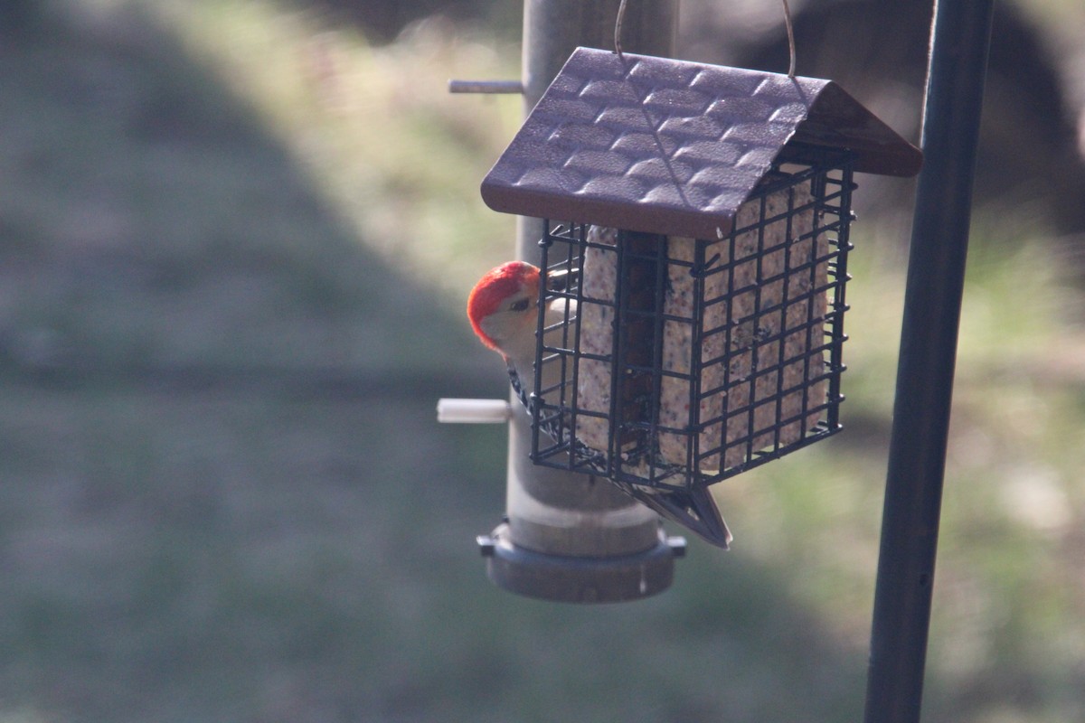 Red-bellied Woodpecker - ML617396609