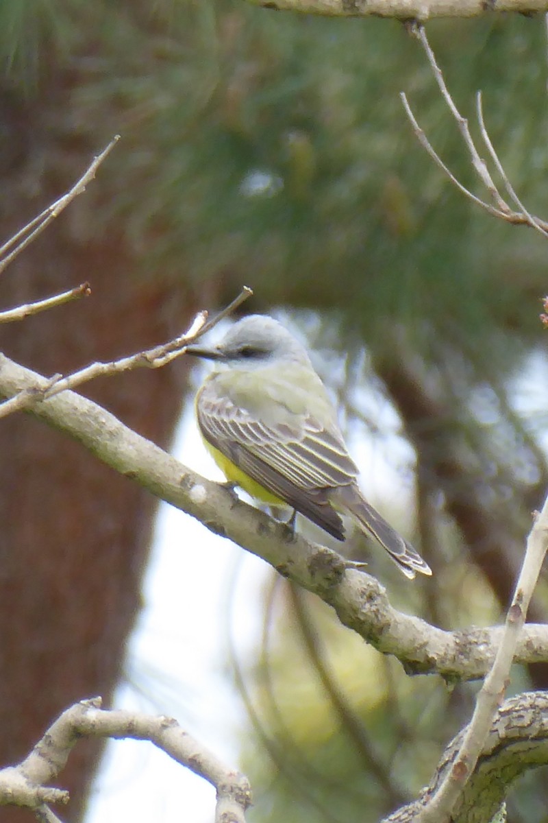 Western Kingbird - ML617396627