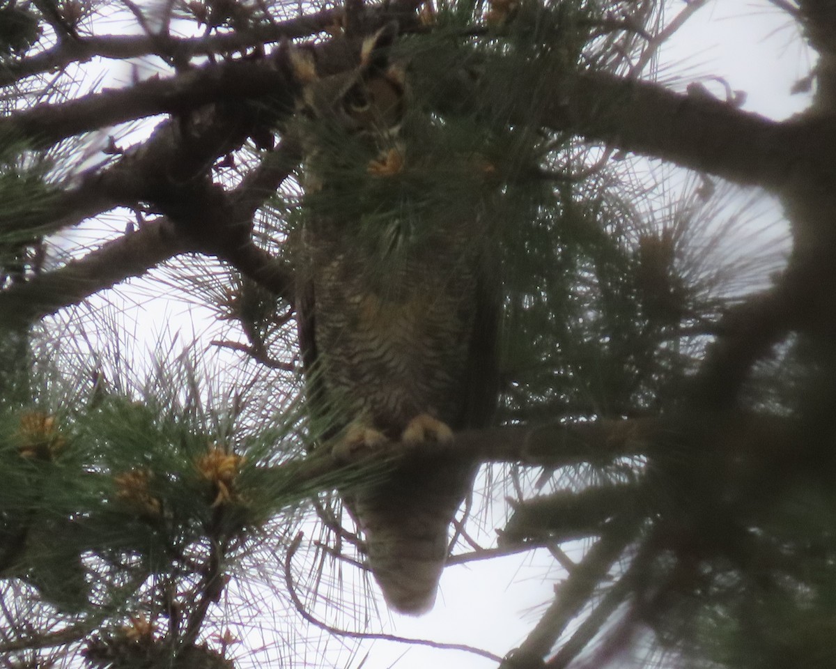 Great Horned Owl - Karen Hogan