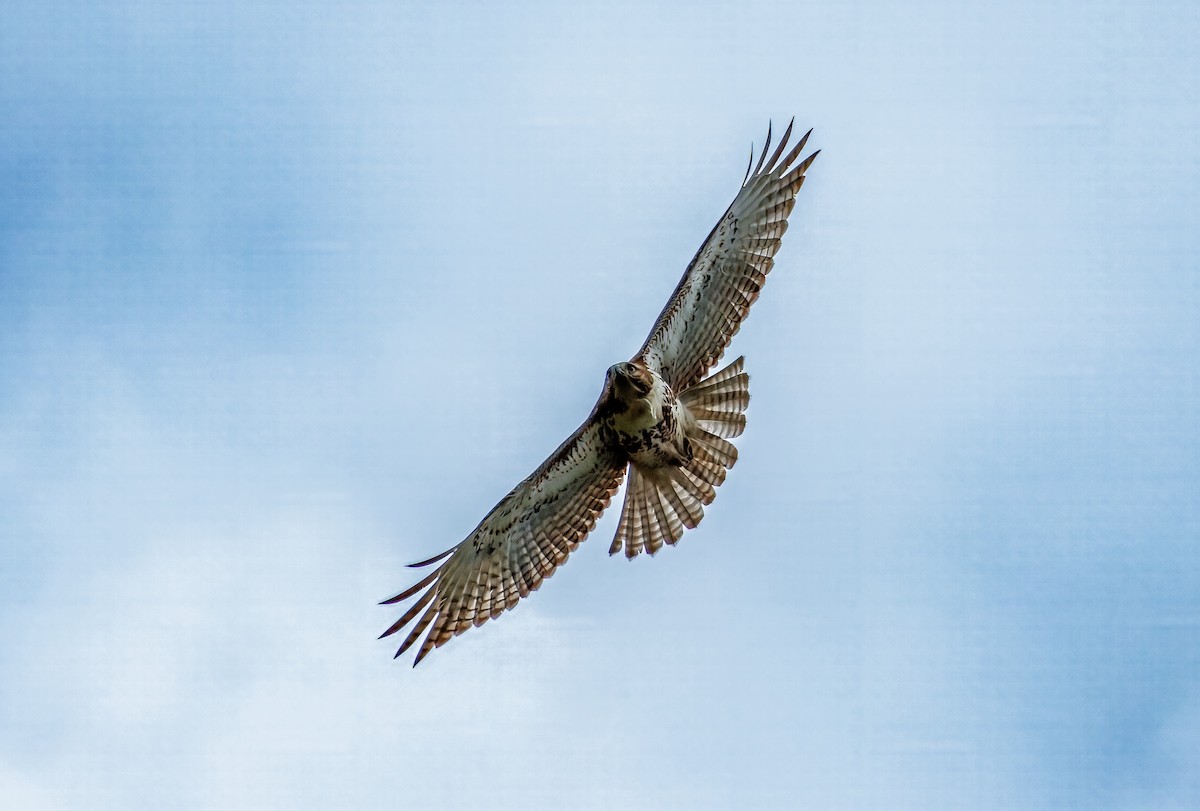 Red-tailed Hawk - Valentina Perissi