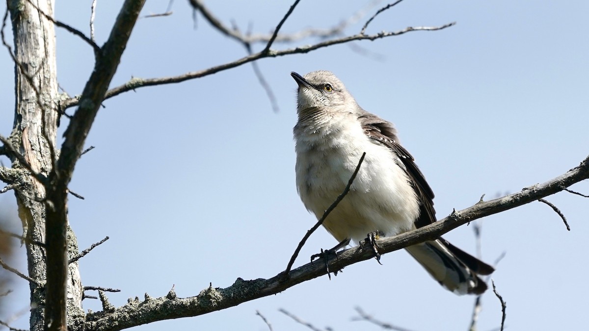 Northern Mockingbird - Indira Thirkannad