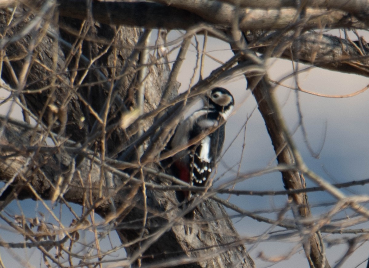 Great Spotted Woodpecker - ML617396681